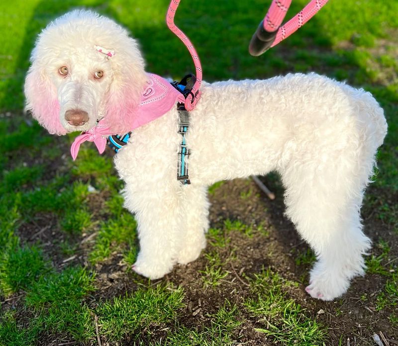 Poodle