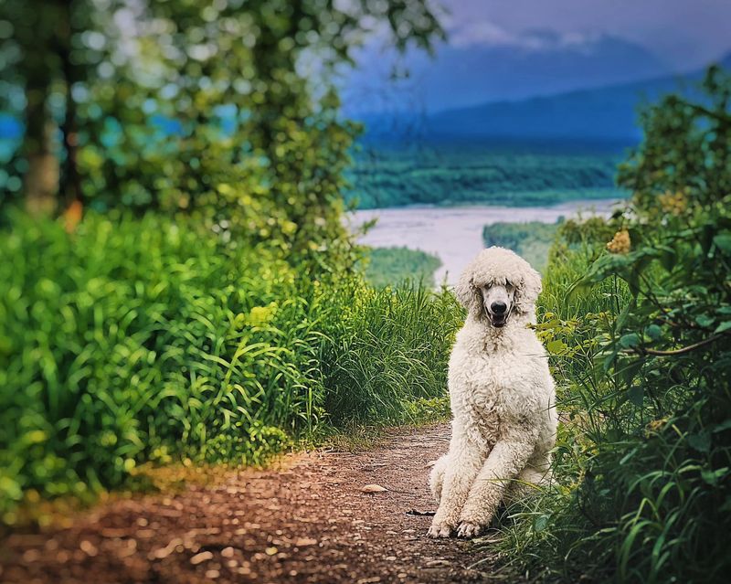 Poodle