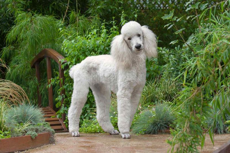 Poodle