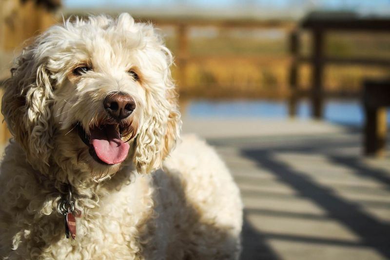 Poodle
