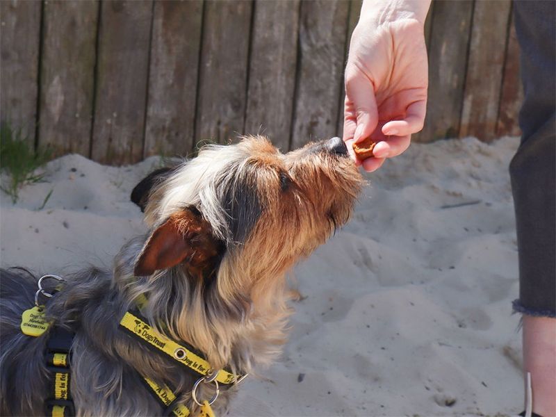 Positive Reinforcement Techniques