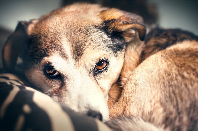 Potential for Reduced Separation Anxiety