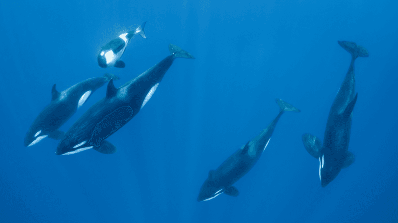 Powerful Swimmers