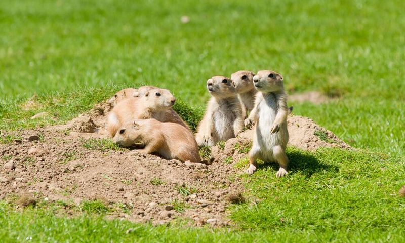 Prairie Dog