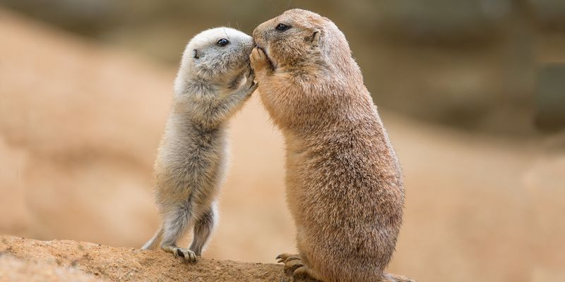 Prairie Dog