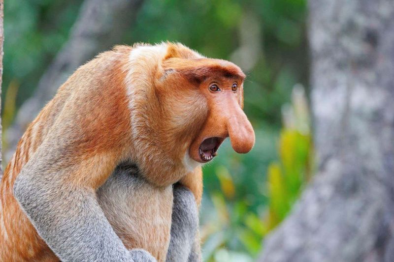 Proboscis Monkey