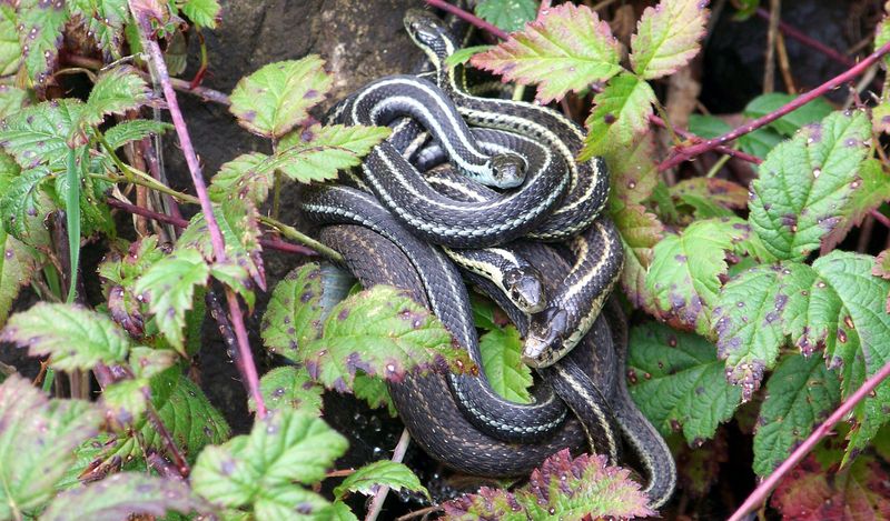 Promoting Healthy Amphibian Populations
