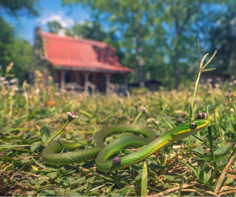 Promoting Native Flora Growth