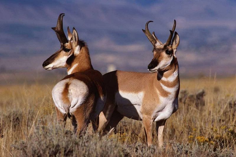 Pronghorn