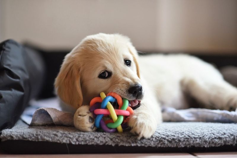 Provide Chew Toys