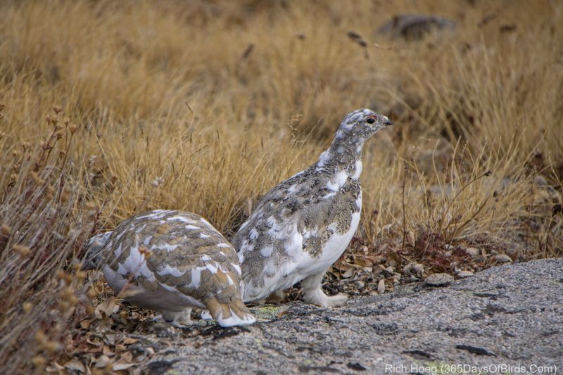 Ptarmigan on Ute Trail
