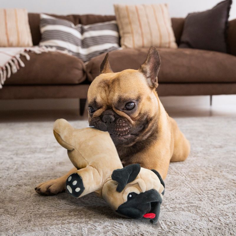 Pug