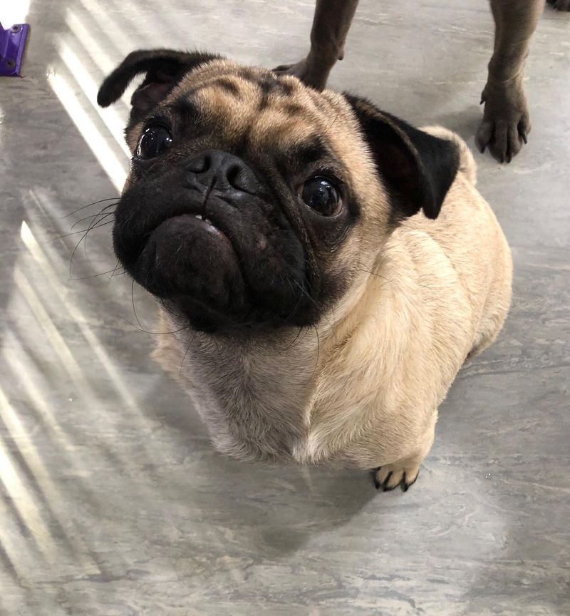 Pug