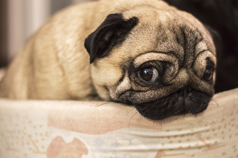 Pug