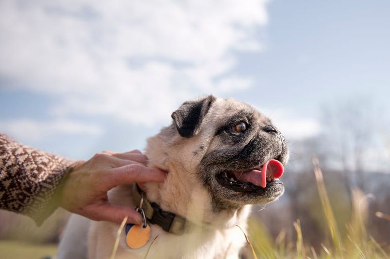Pug