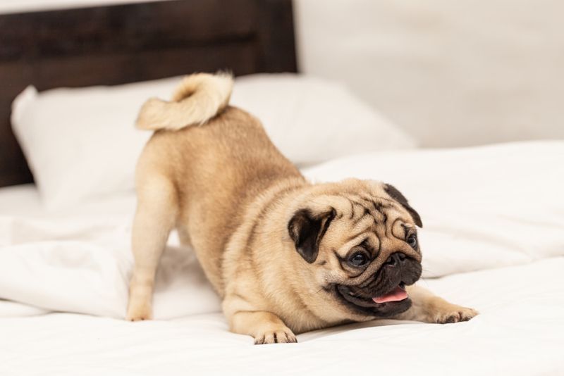 Pug
