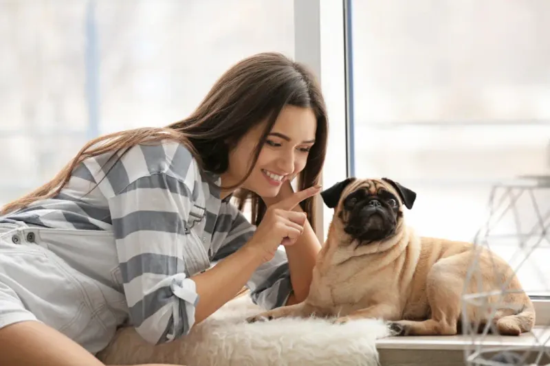 Pug