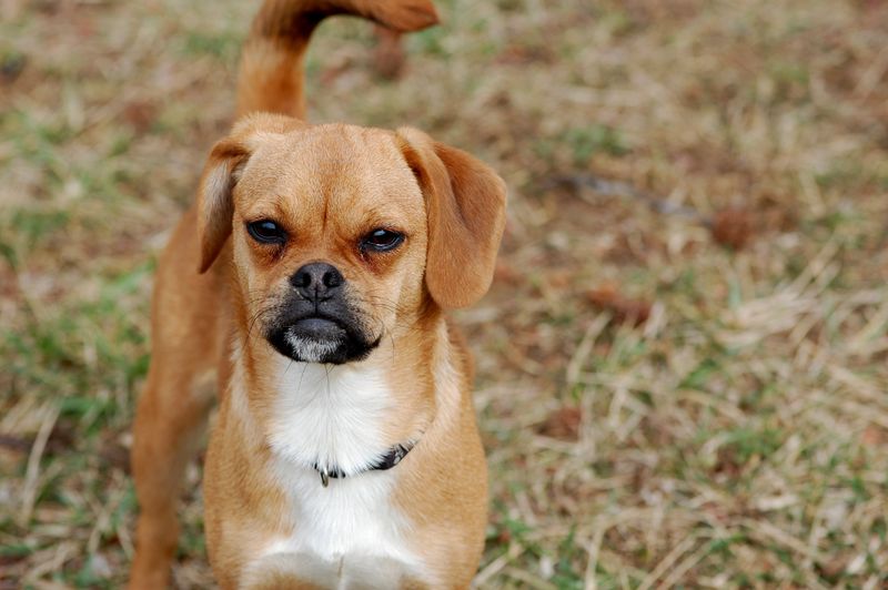 Puggle