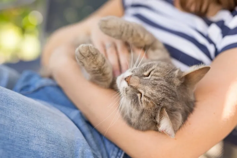 Purring