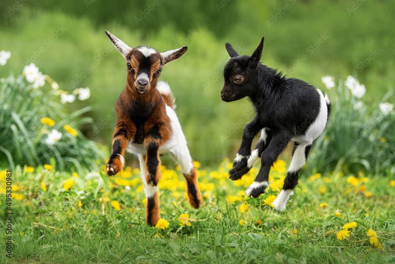 Pygmy Goat