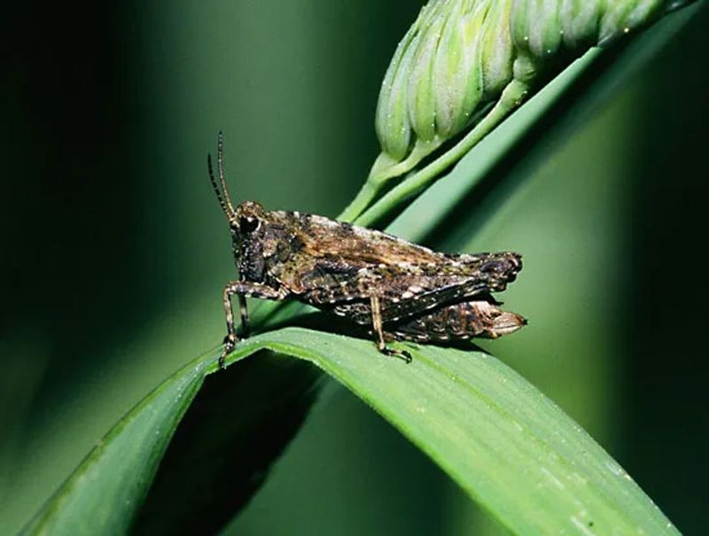 Pygmy Grasshopper