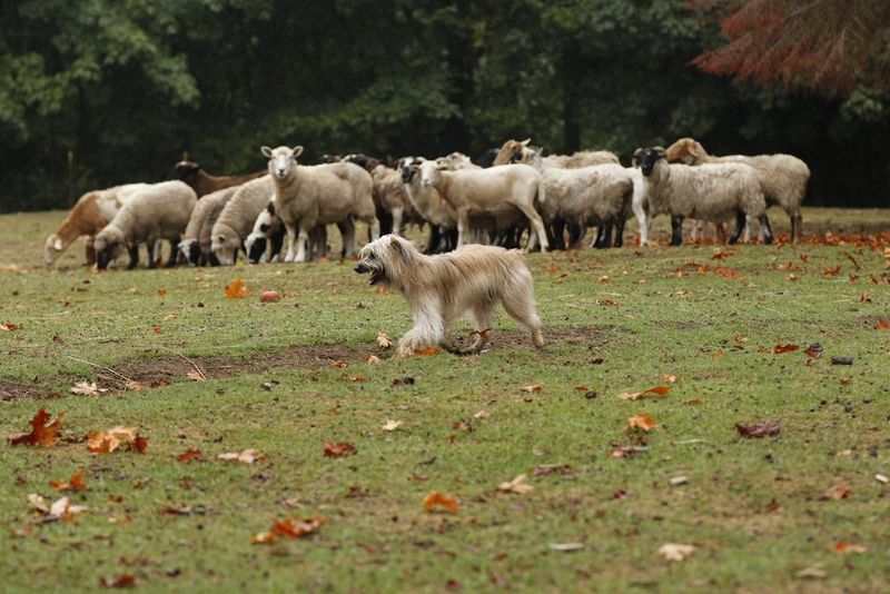 Pyrenean Shepherd