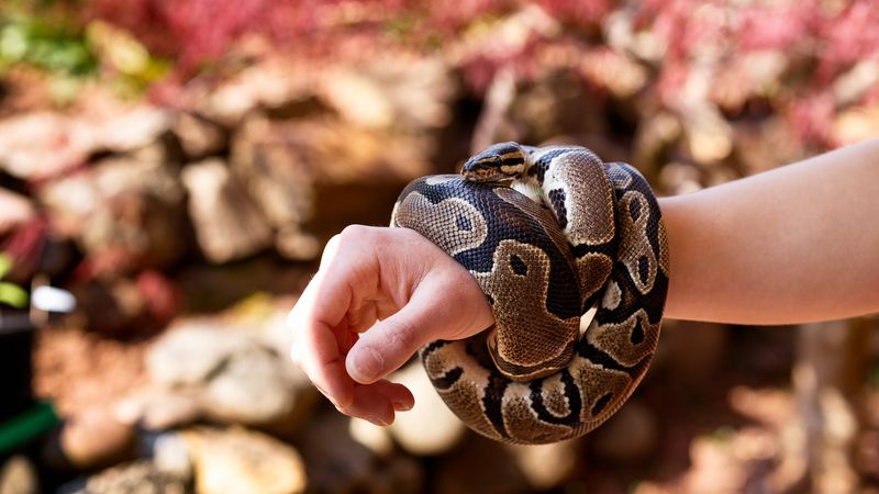 Python