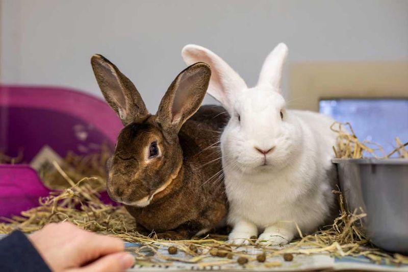 Rabbit