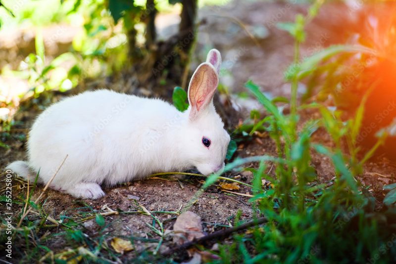 Rabbit