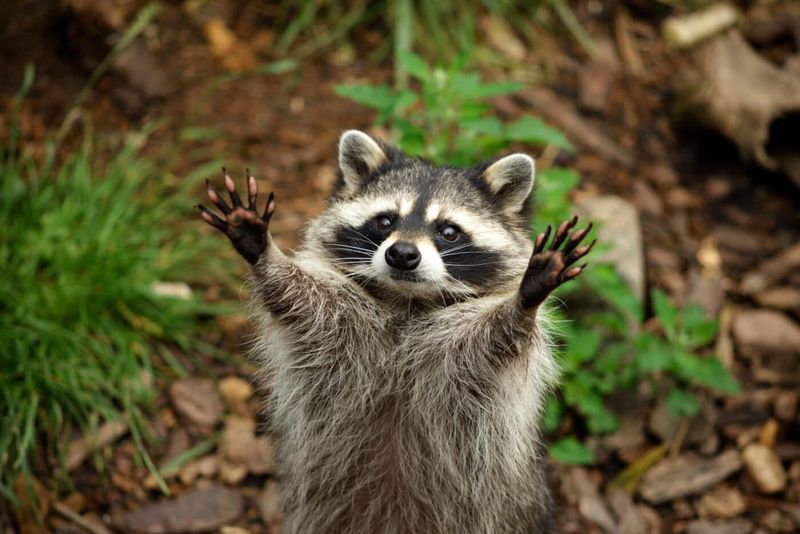 Raccoon