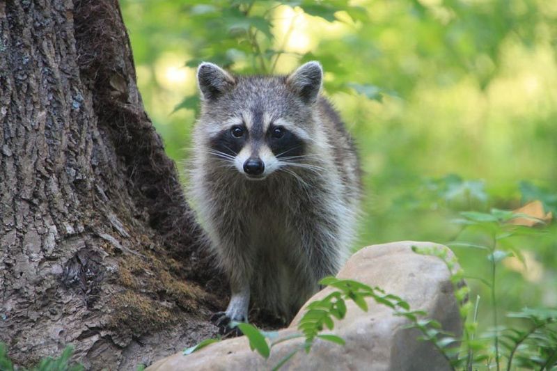 Raccoon