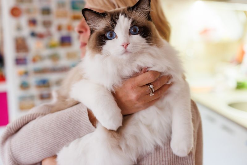 Ragdoll
