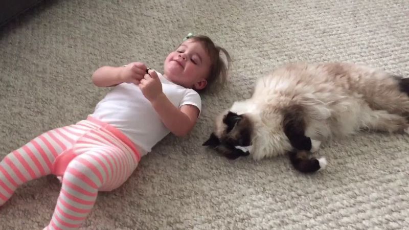 Ragdoll