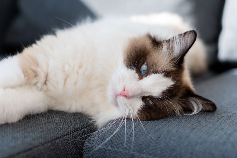 Ragdoll