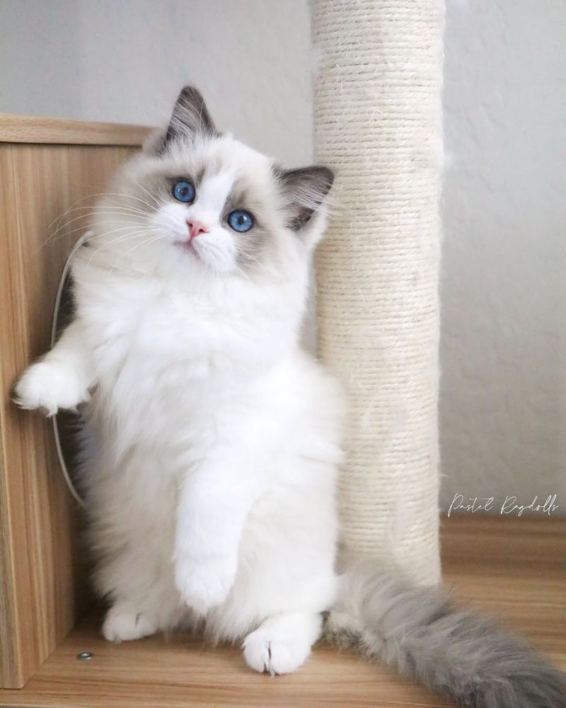 Ragdoll