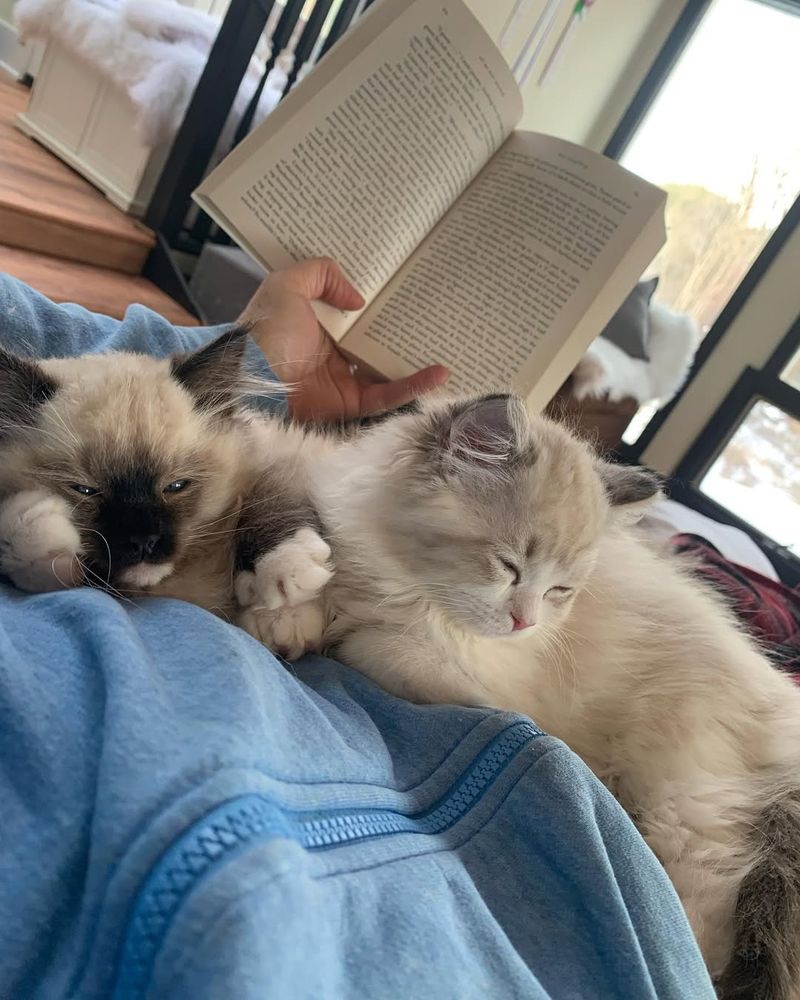 Ragdoll