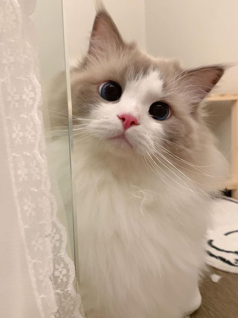 Ragdoll Cat