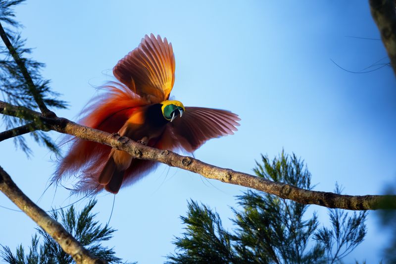 Raggiana Bird-of-paradise