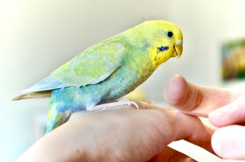 Rainbow Budgerigar
