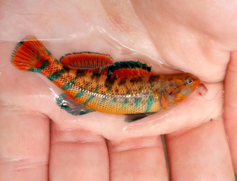 Rainbow Darter