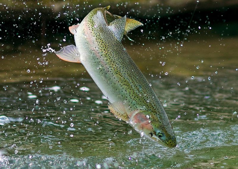 Rainbow Trout