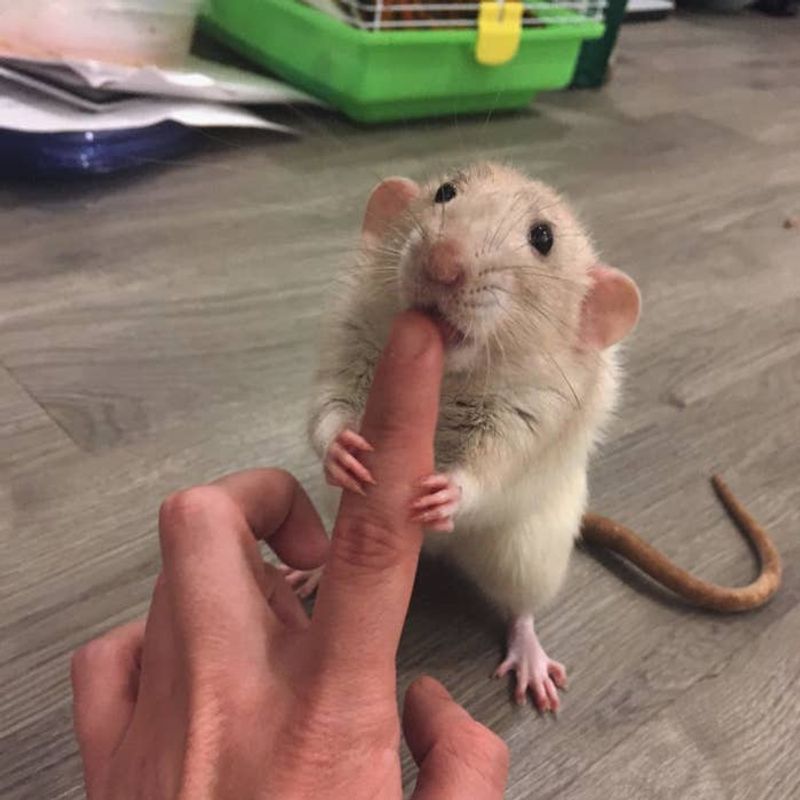 Rat