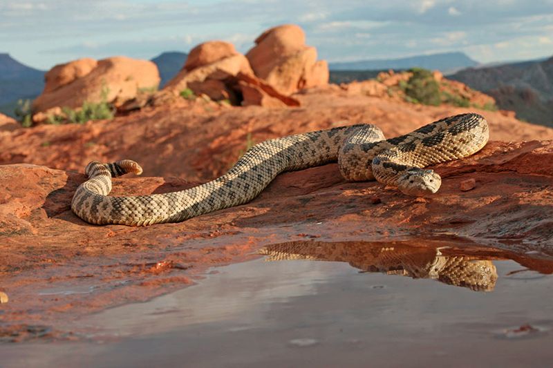 Rattlesnake