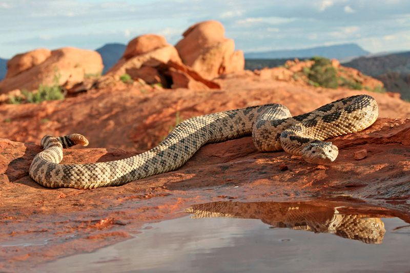 Rattlesnake