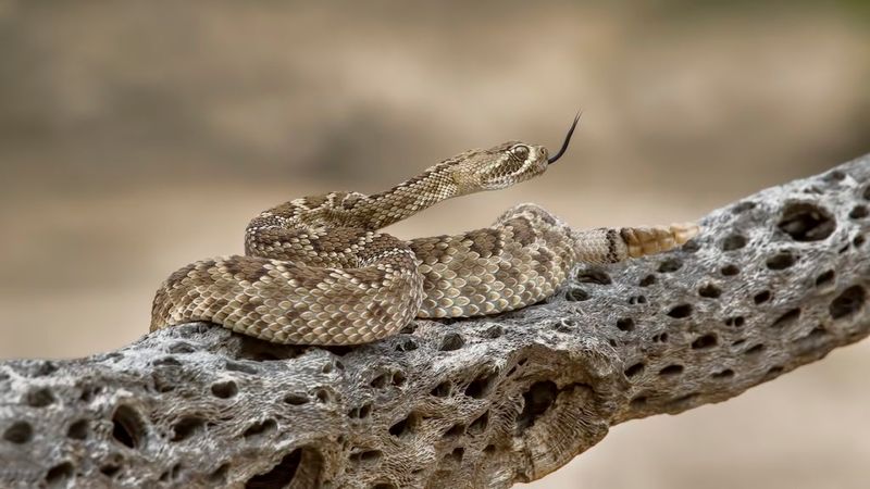 Rattlesnake's Warning Rattle