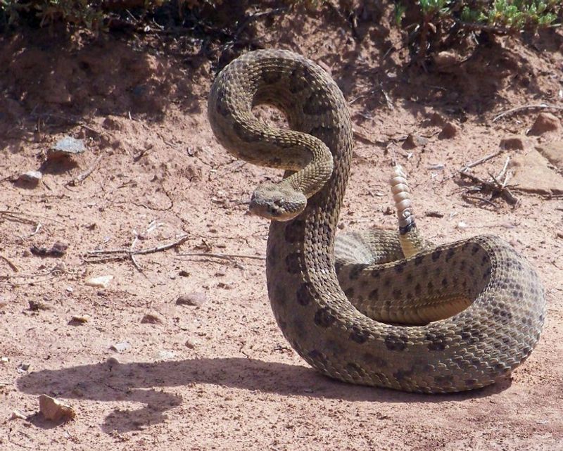 Rattlesnakes