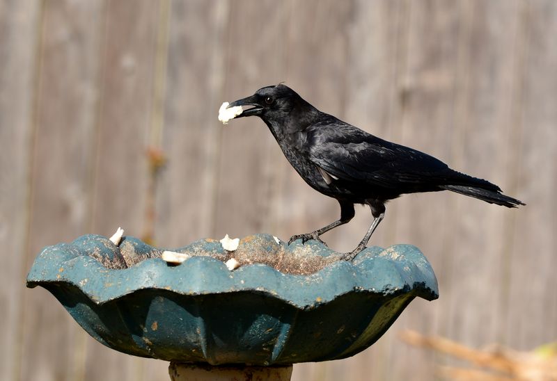 Ravens