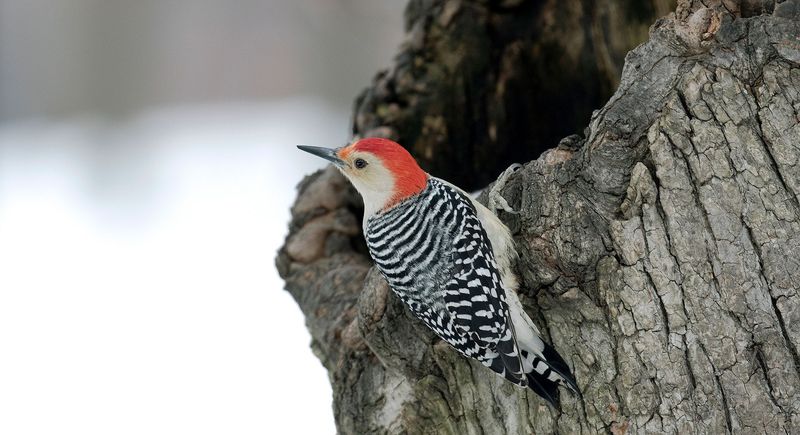 Red-Bellied Woodpecker