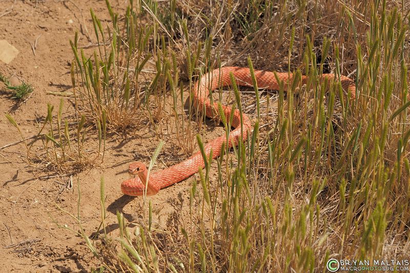 Red Coachwhip
