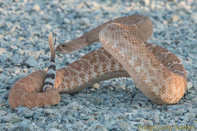 Red Diamond Rattlesnake